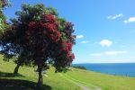 THE MOUNT ~ MAUAO - Mt Maunganui